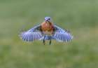 Eastern bluebird flying, Kentucky Art Print